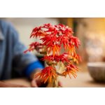 LEGO® Botanical Collection Vöröslevelű japán juhar bonsai